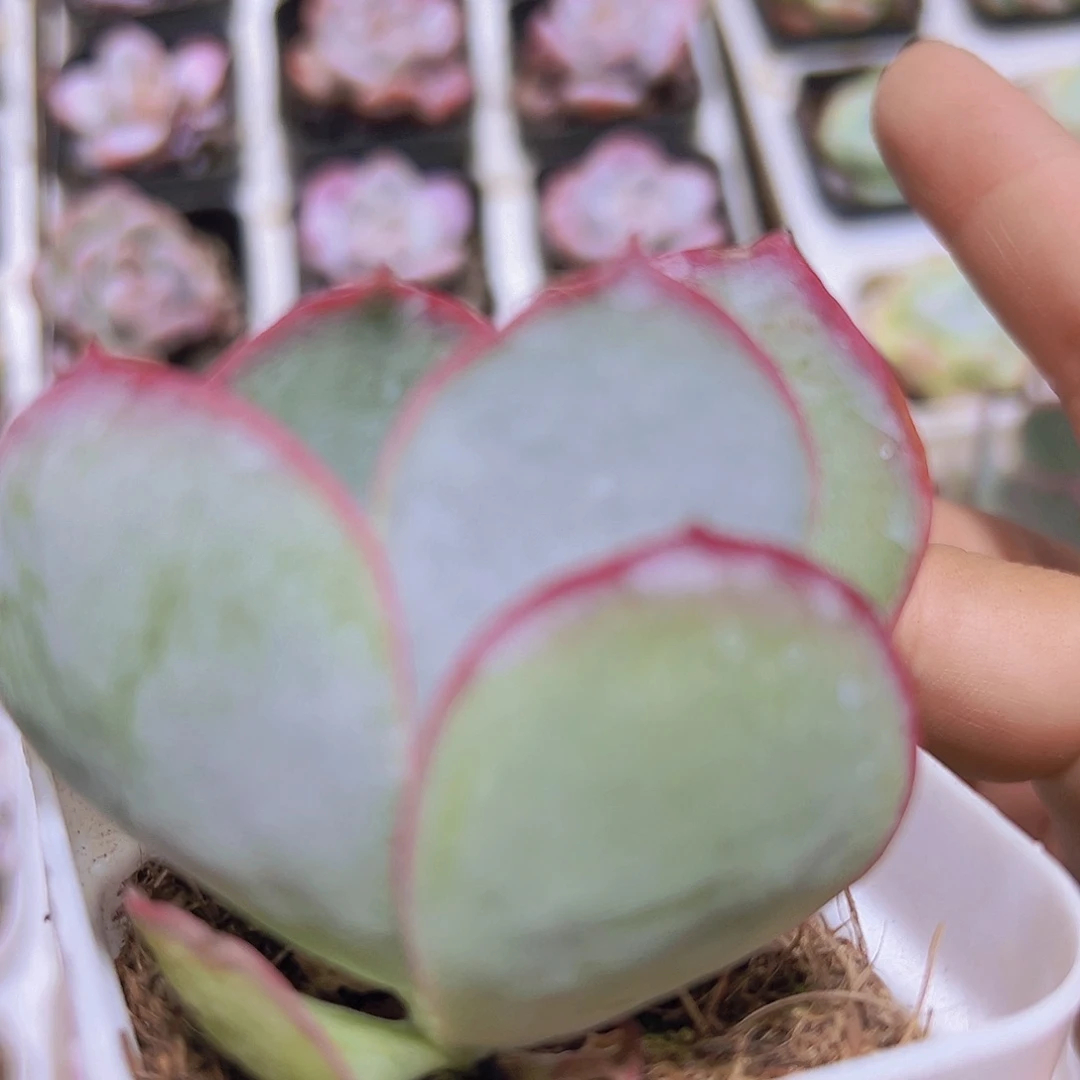 白眉19包邮多肉植物