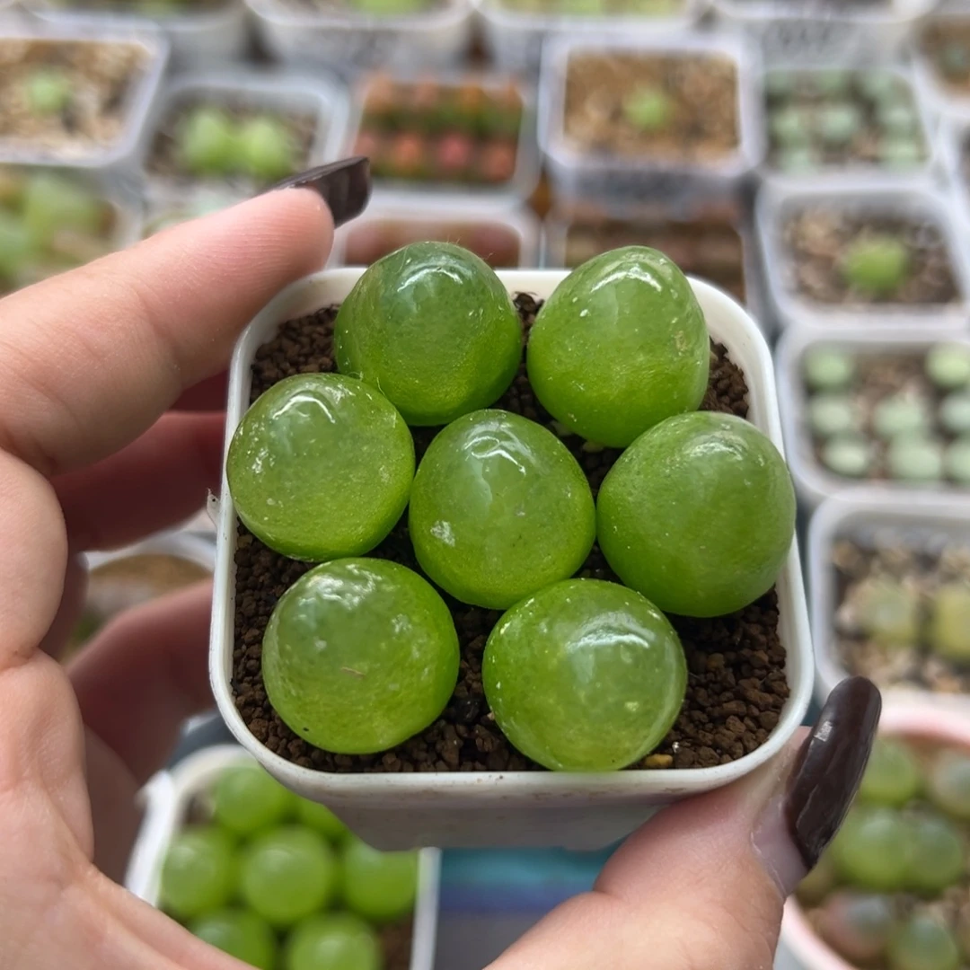 168七颗灯泡裸根发货