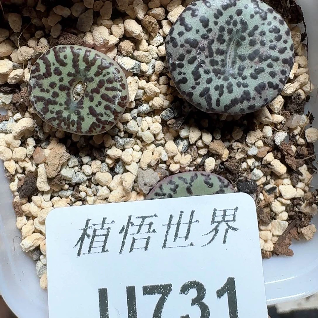731盒多肉植物哇fv j
