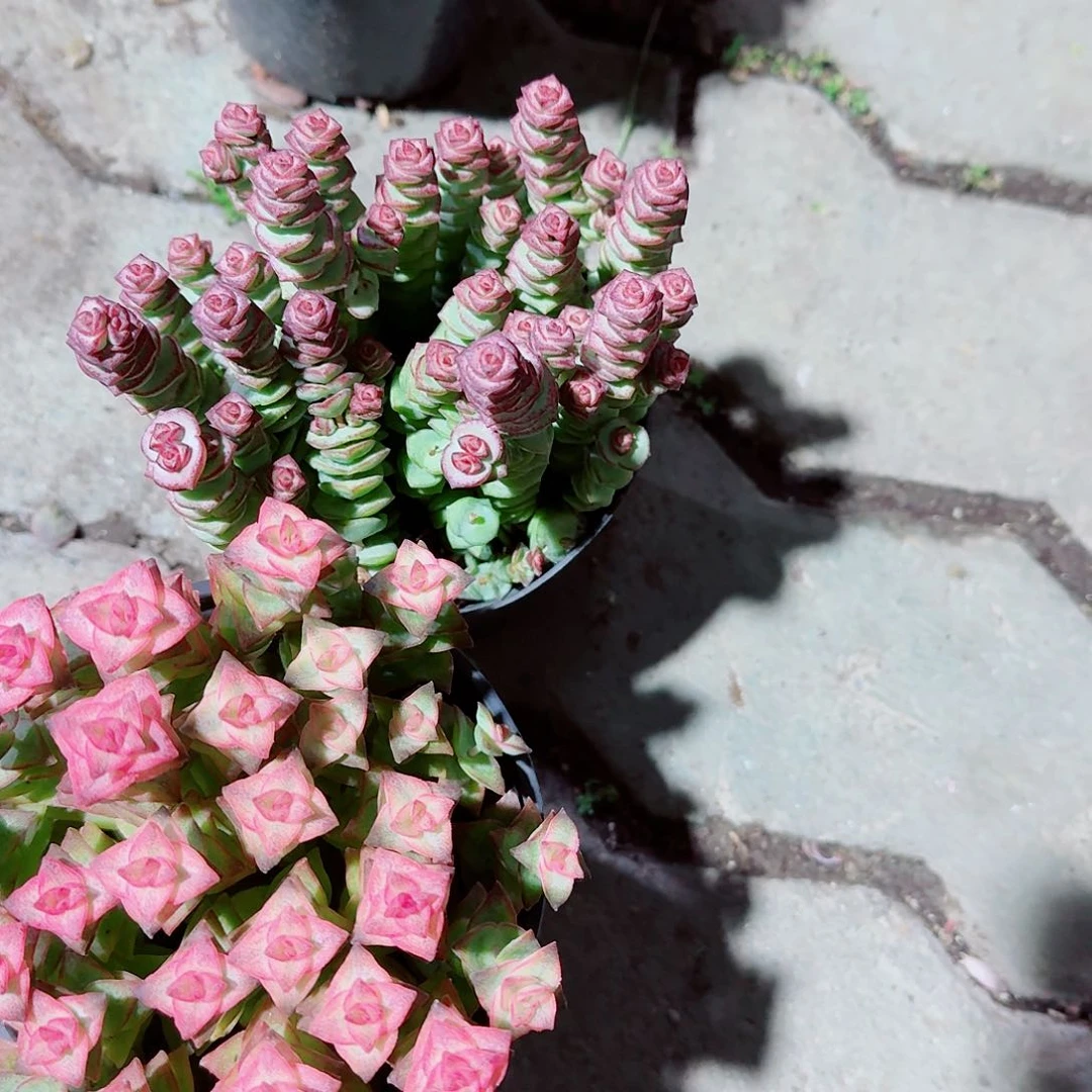 钱穿加星王子锦多肉