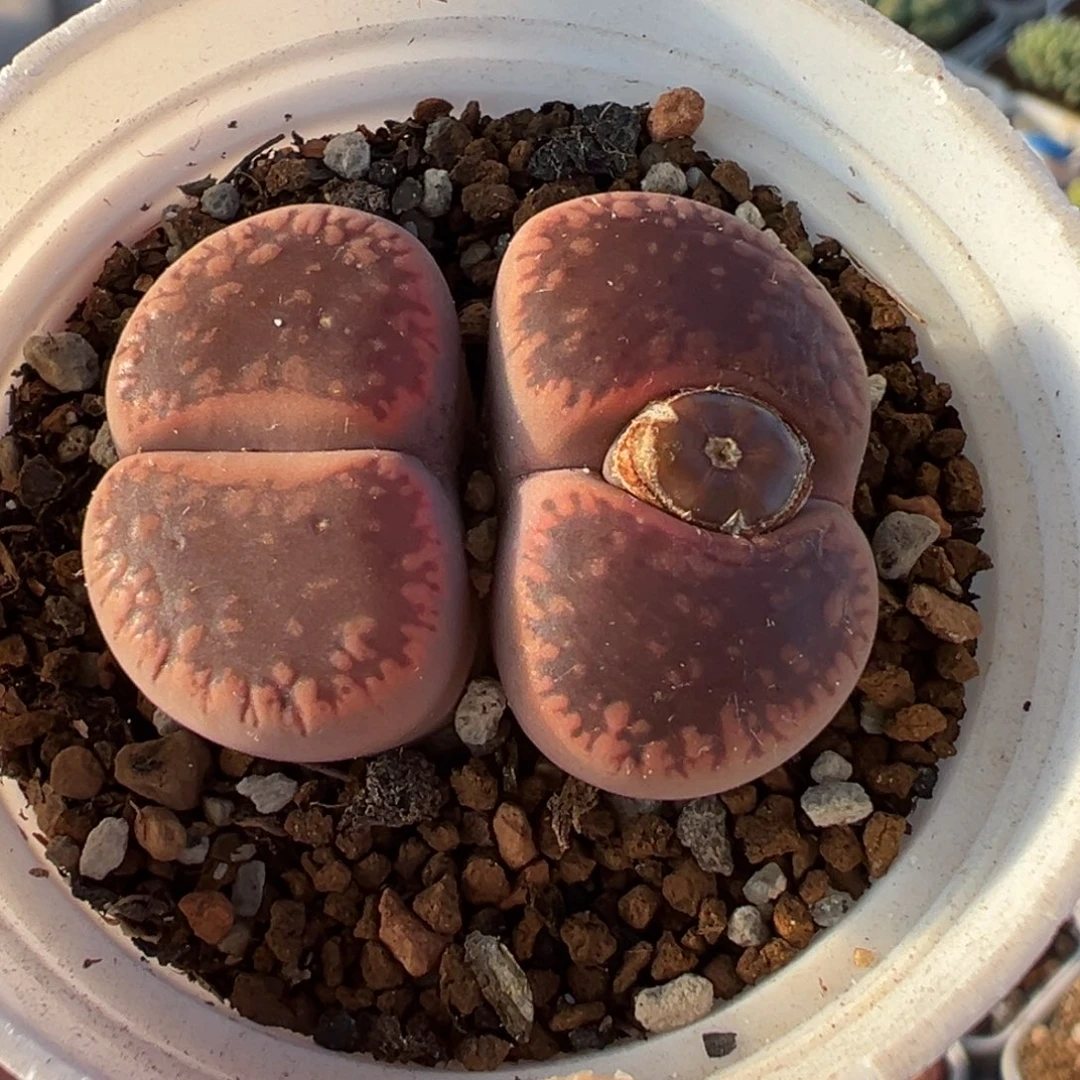 182多肉植物种类多样