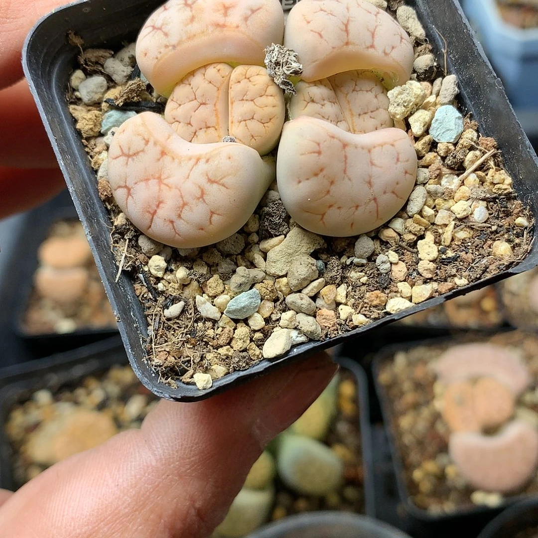 W815多肉植物保护研究所