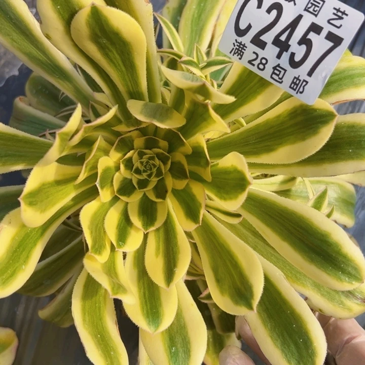 2457白兰地多肉植物法师