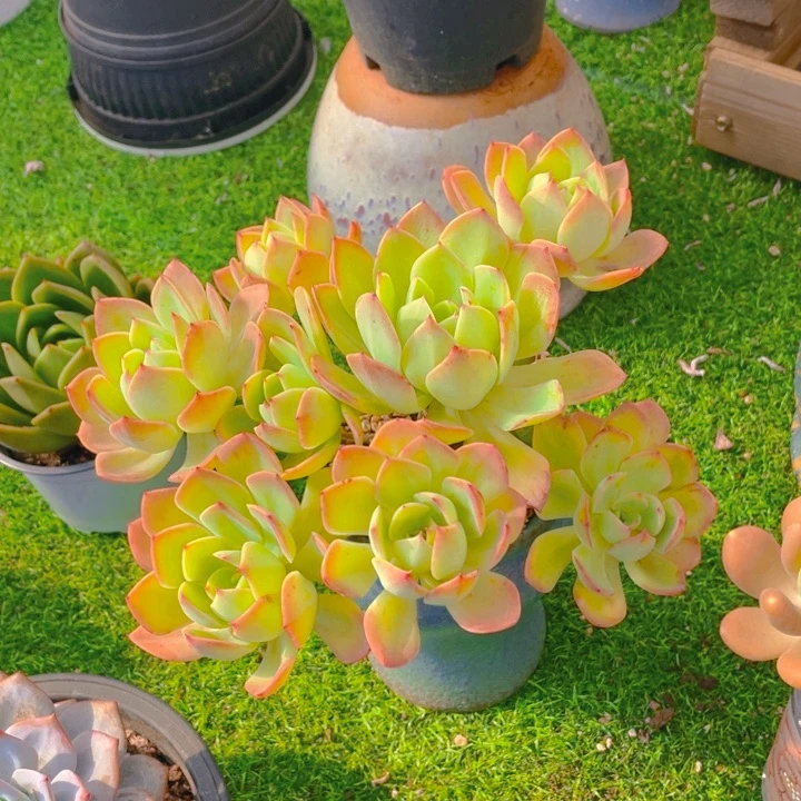 谢谢你的支持00000000058