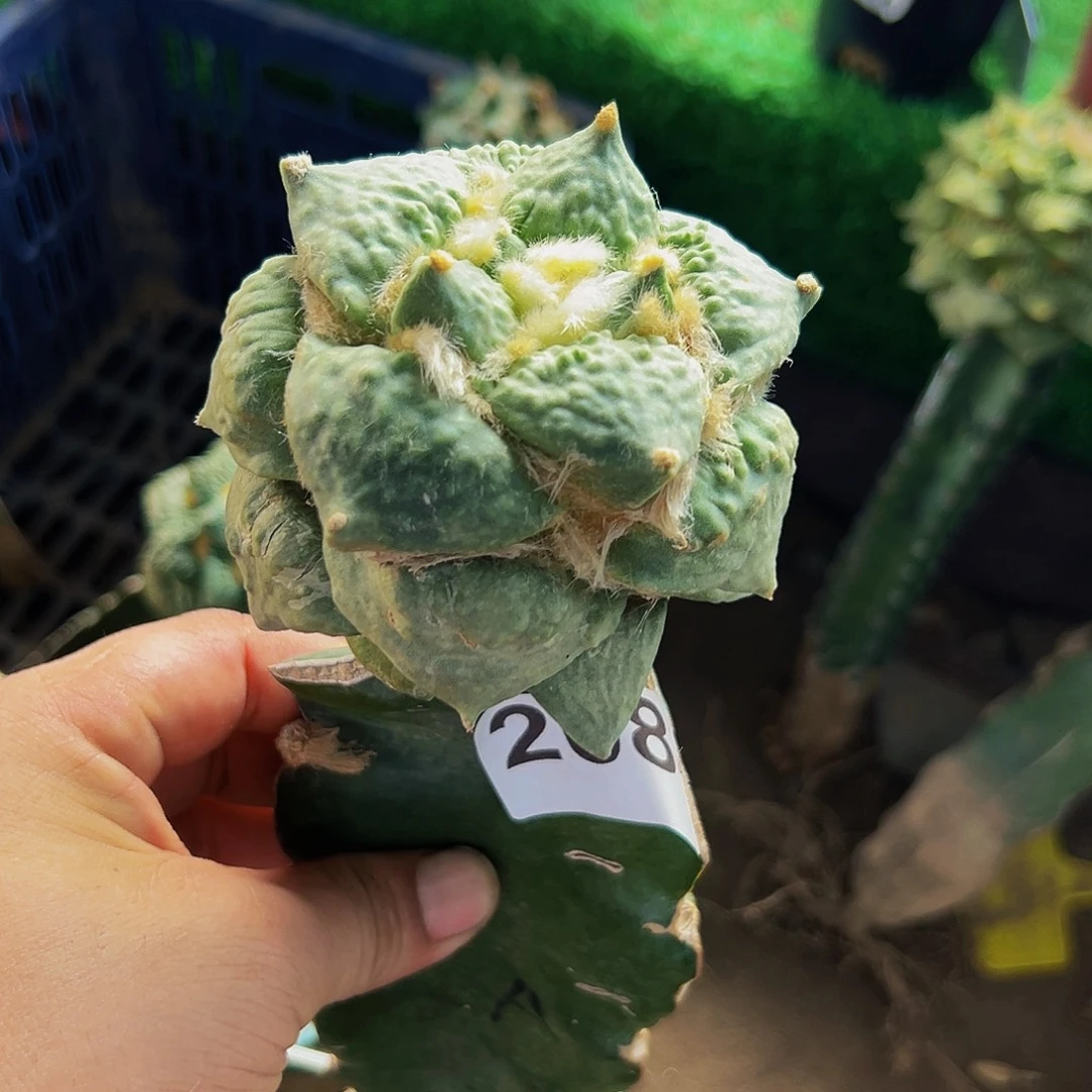 无花朵福利怒涛牡丹9加208