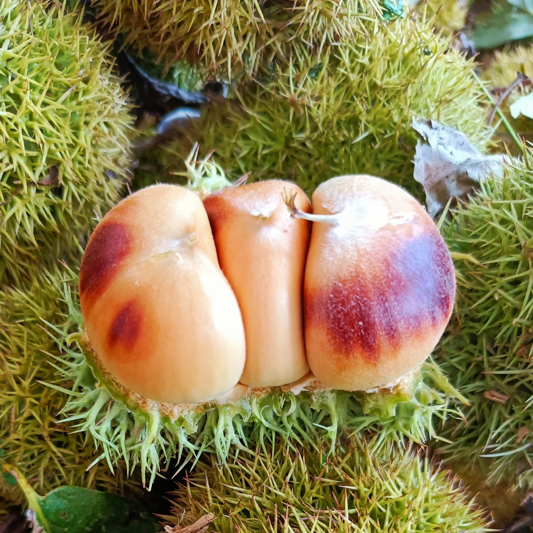 (花红壳生板栗刺球)2025年现摘现发新鲜板栗非野生毛栗子球非锥栗