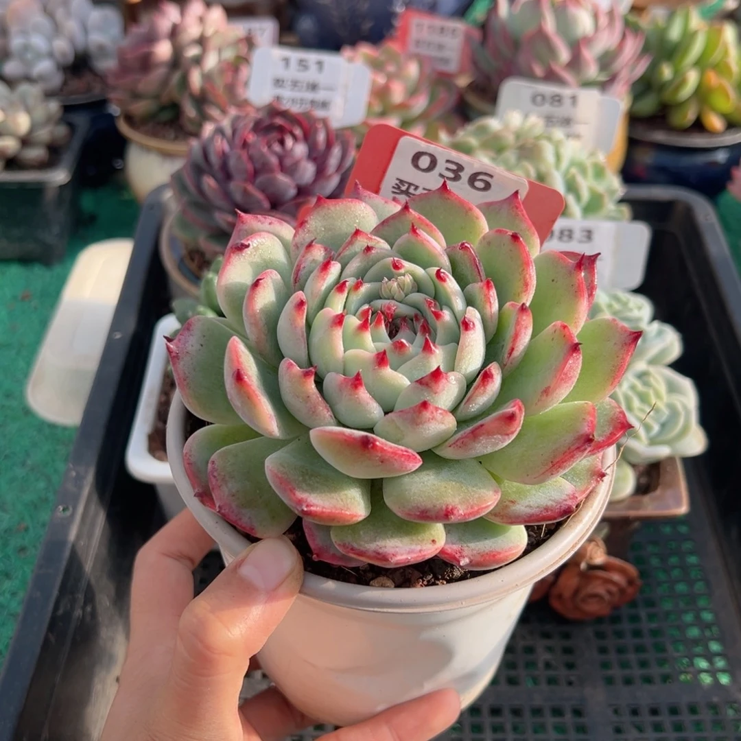 表妹精品多肉植物036.