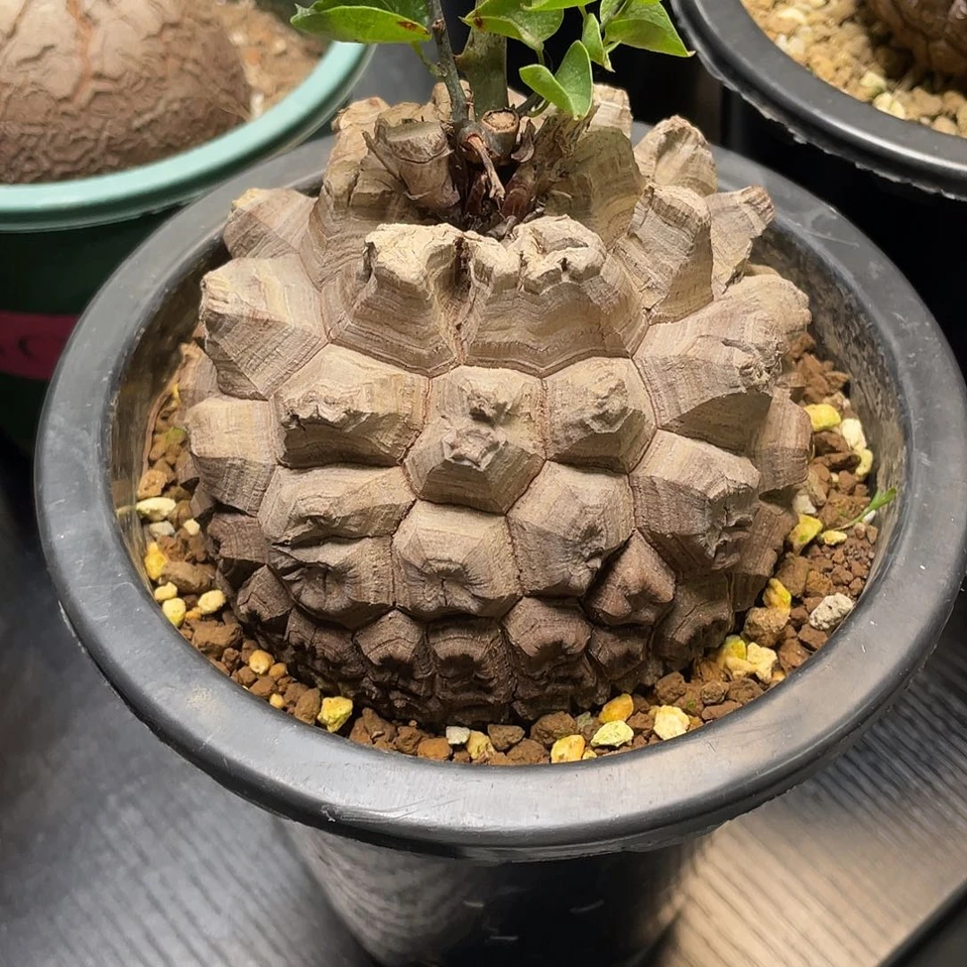龟甲龙包邮带盆发