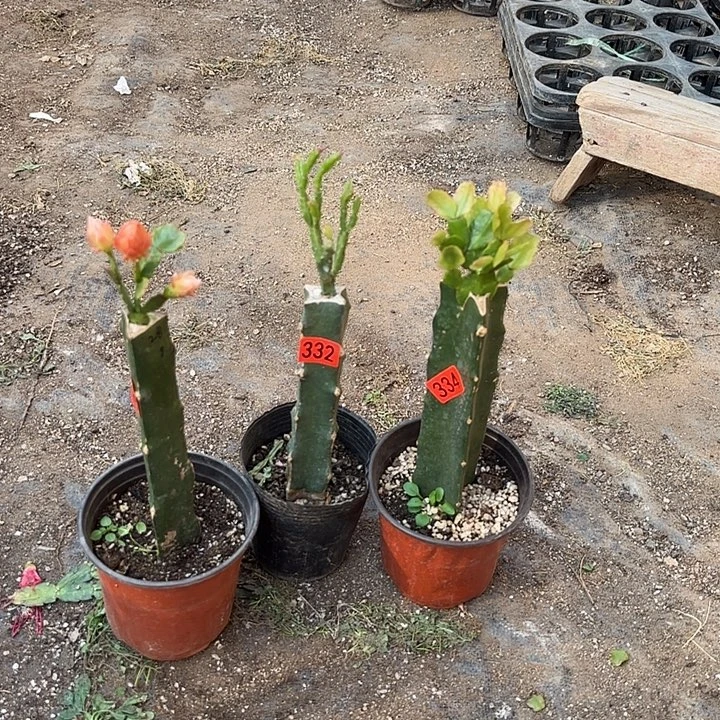 332+334+336嫁接蟹爪兰：028+027+紫异类（027无花苞）