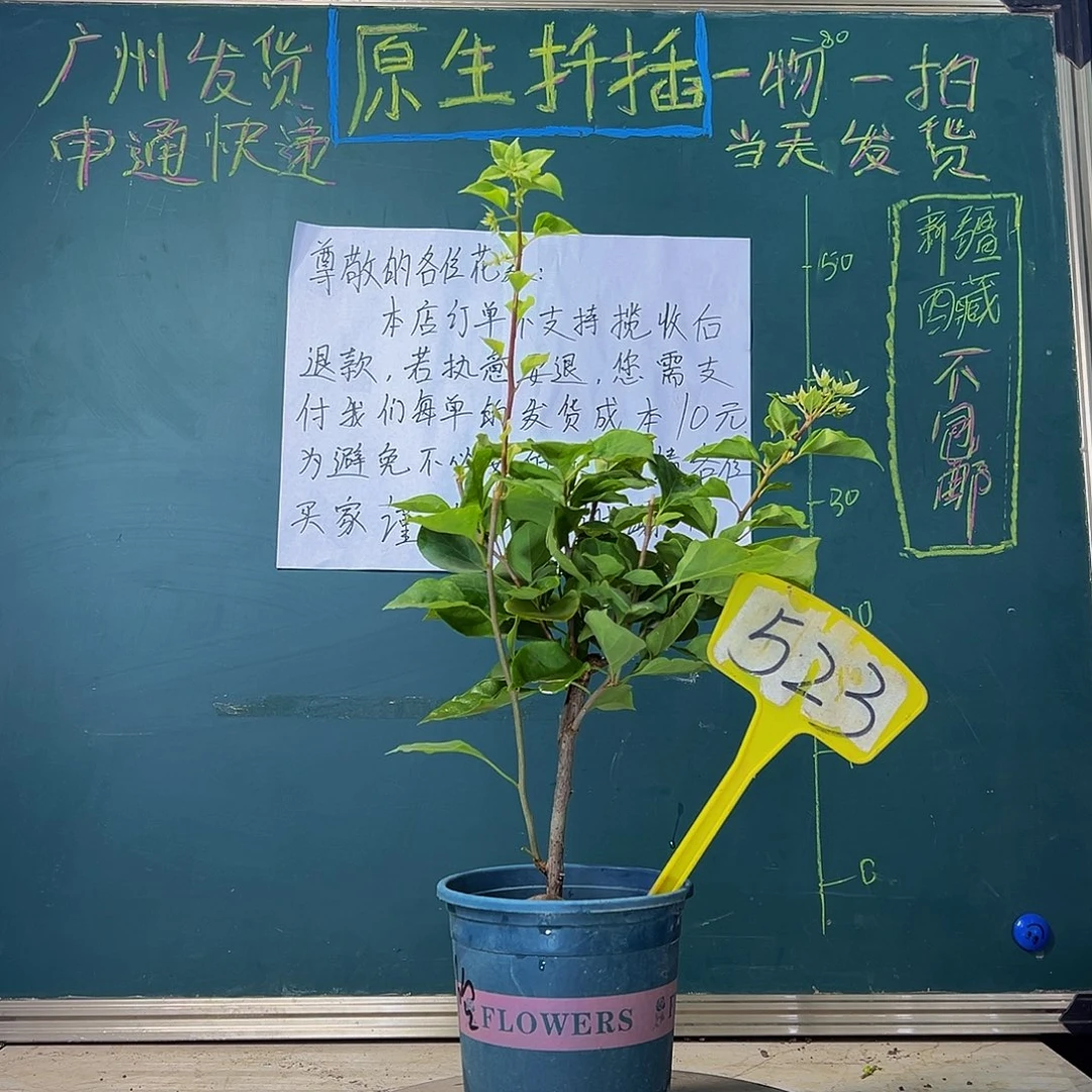 当前无花栽培后可以开花 福利 暗斑怡锦  528