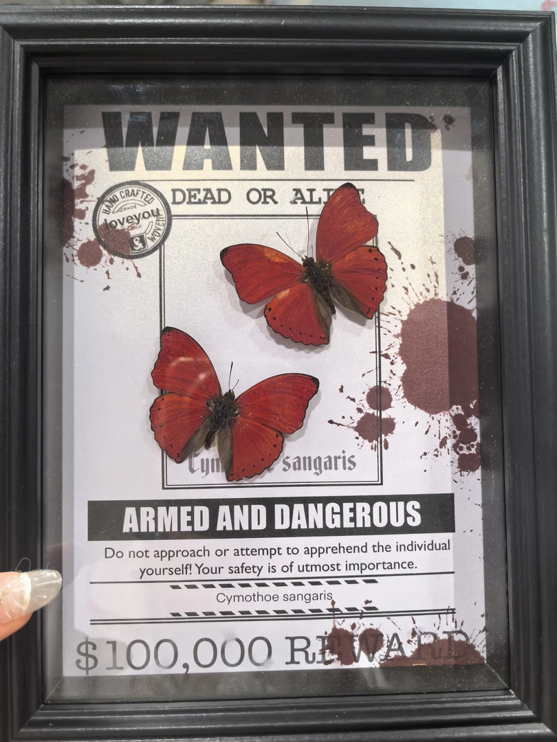 血漪蛱蝶真蝴蝶标本装饰画适合送女生的生日礼物家居装饰