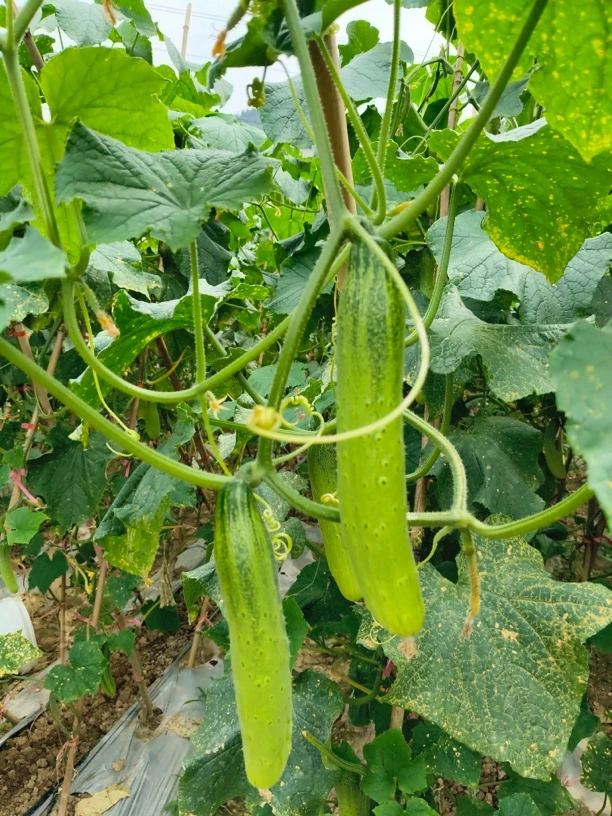 【贵州老品种黄瓜 】露天种植 现摘现发