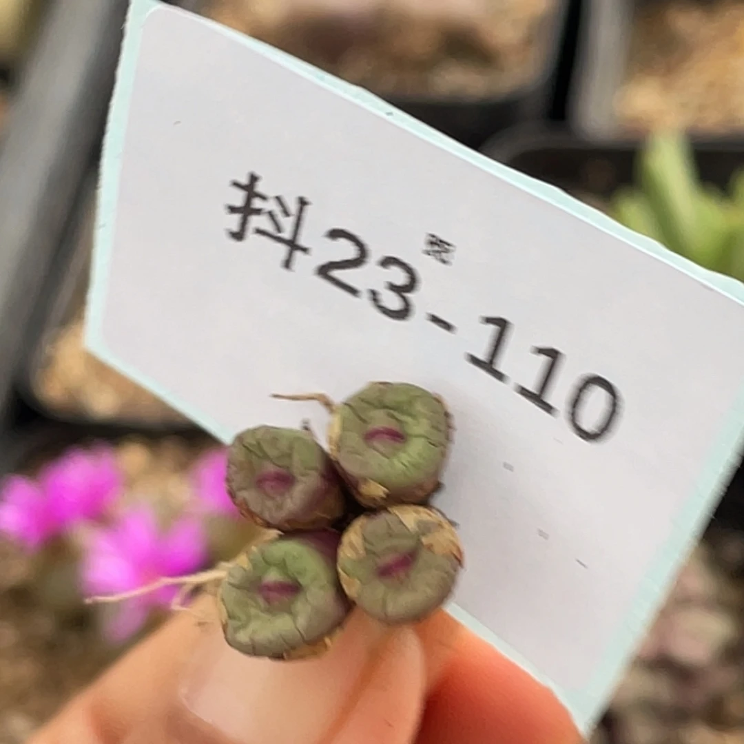 妙***佳23-110肉锥多肉植物