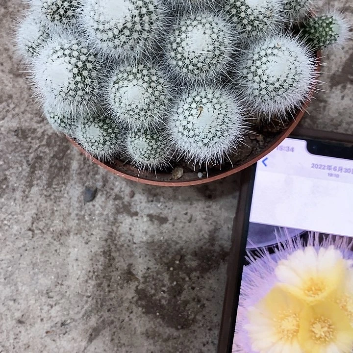 多头白小丁，35789999