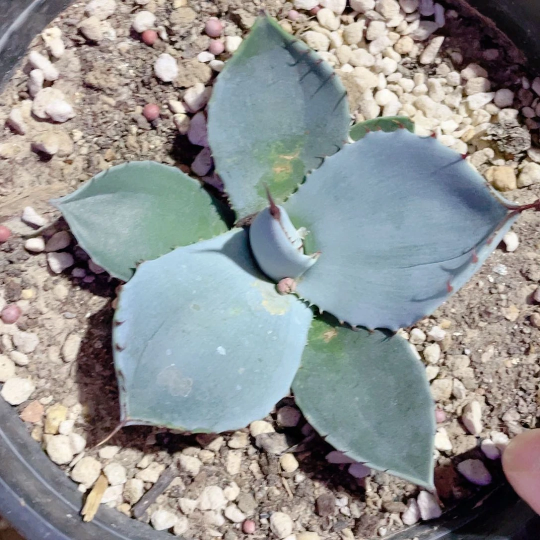 福克斯小颗龙舌兰包邮