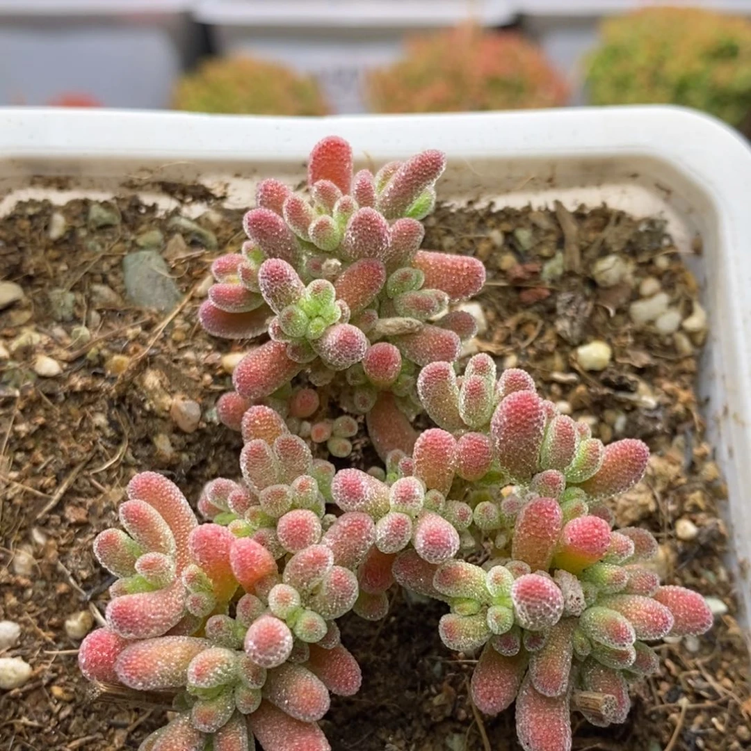 冰晶杂枝干番杏A421