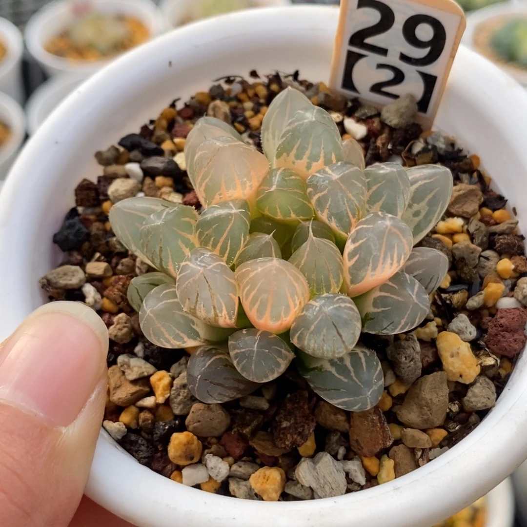 29糊斑霓虹灯玉露锦