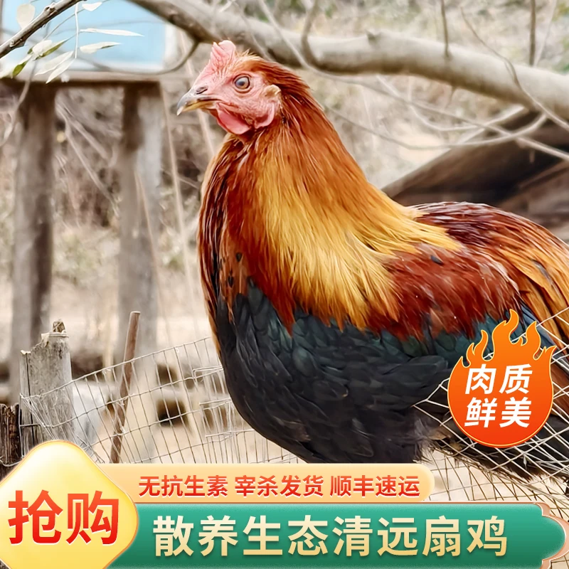 240天正宗山林散养大公鸡扇鸡阉鸡孕妇月子滋补生鲜公鸡土鸡