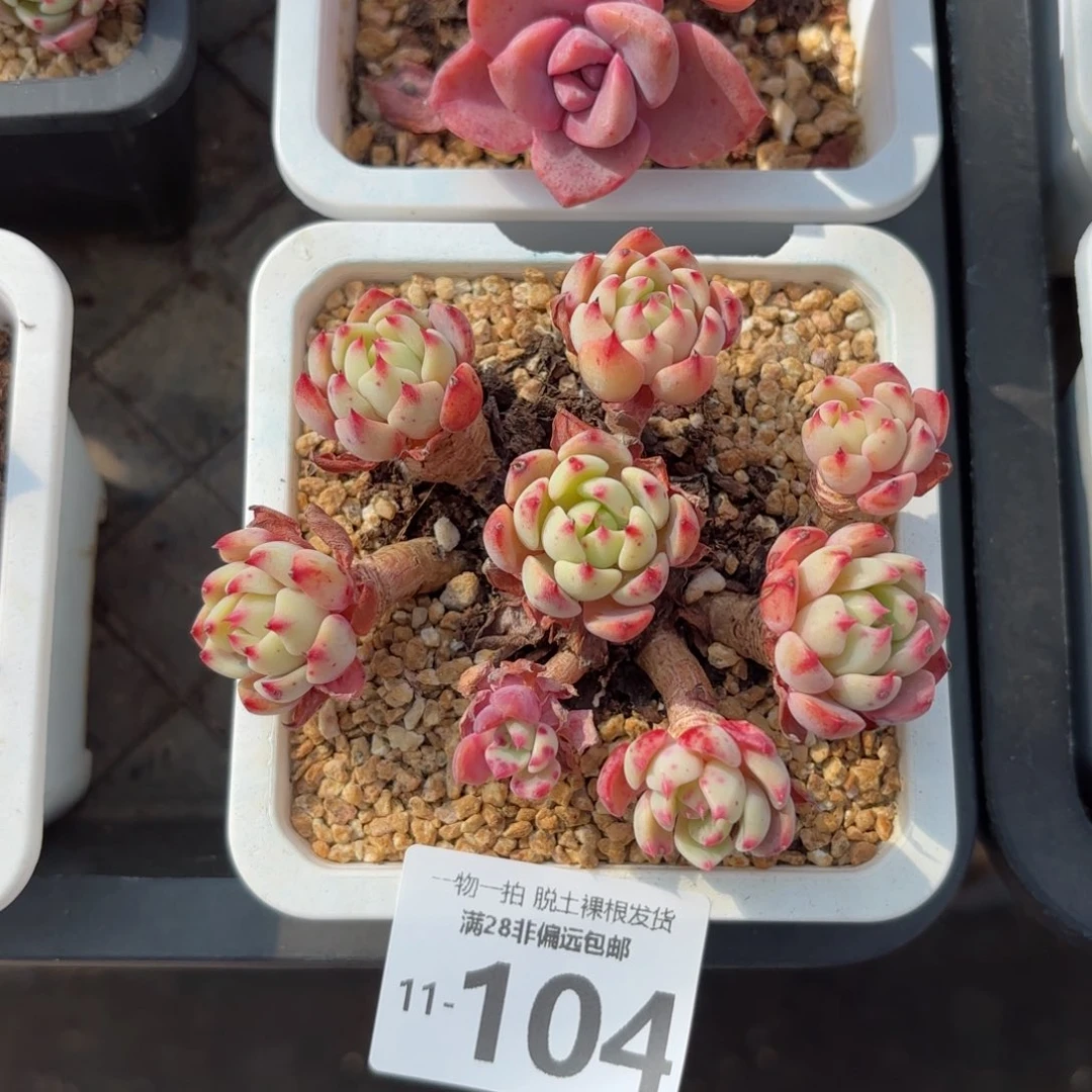 娜娜小勾老桩老桩