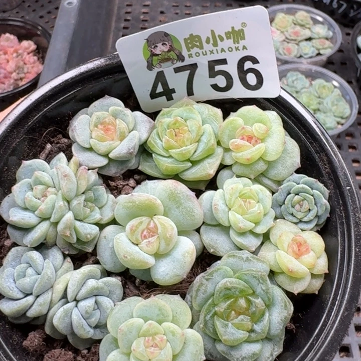 多肉植物多肉植物
