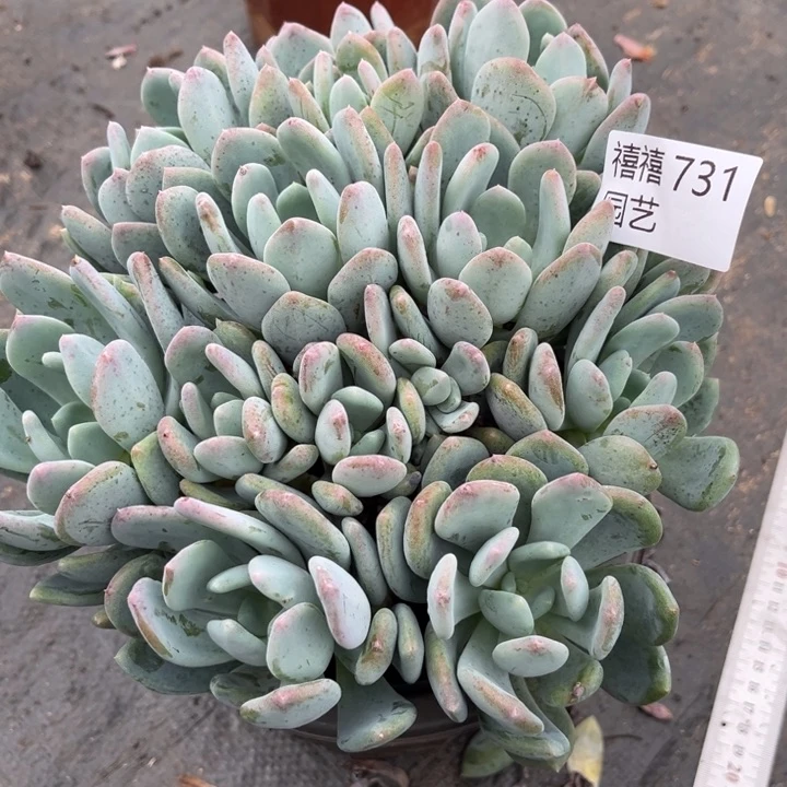 默*、731灰姑娘多肉植物