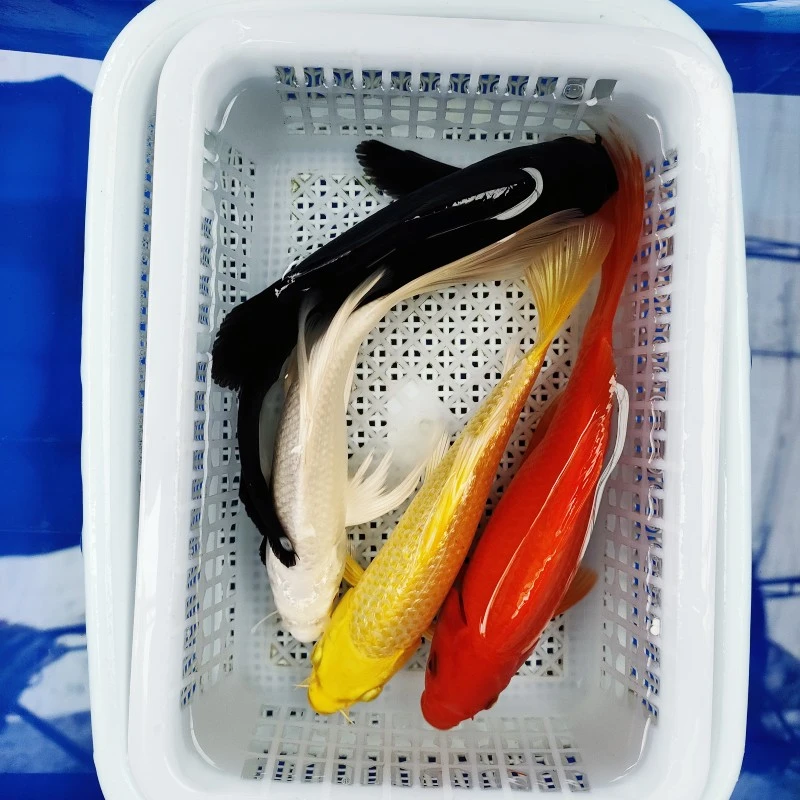 7号 四喜组合【1黄1白1黑1红】13-15公分 冷水鱼好养 红色是草金