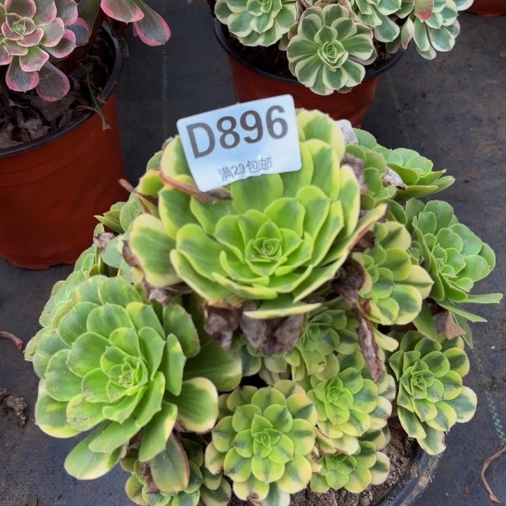 瑞妈多肉植物，896五彩琉璃
