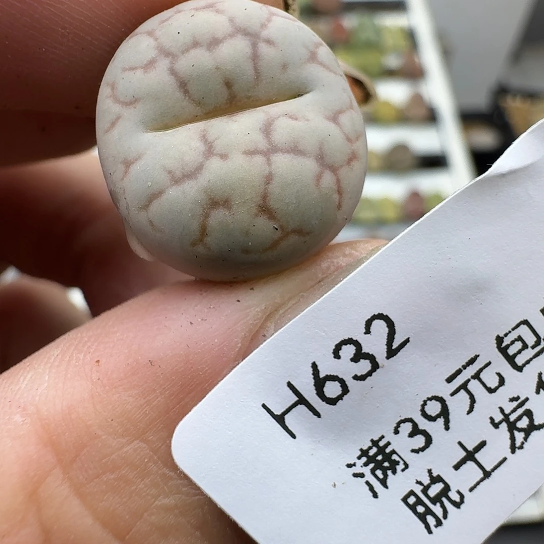 F***W632多肉哈哈哈哈哈哈哈哈