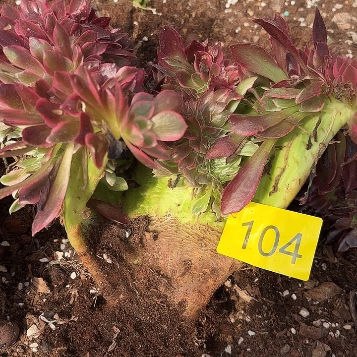 多肉植物女郎缀104