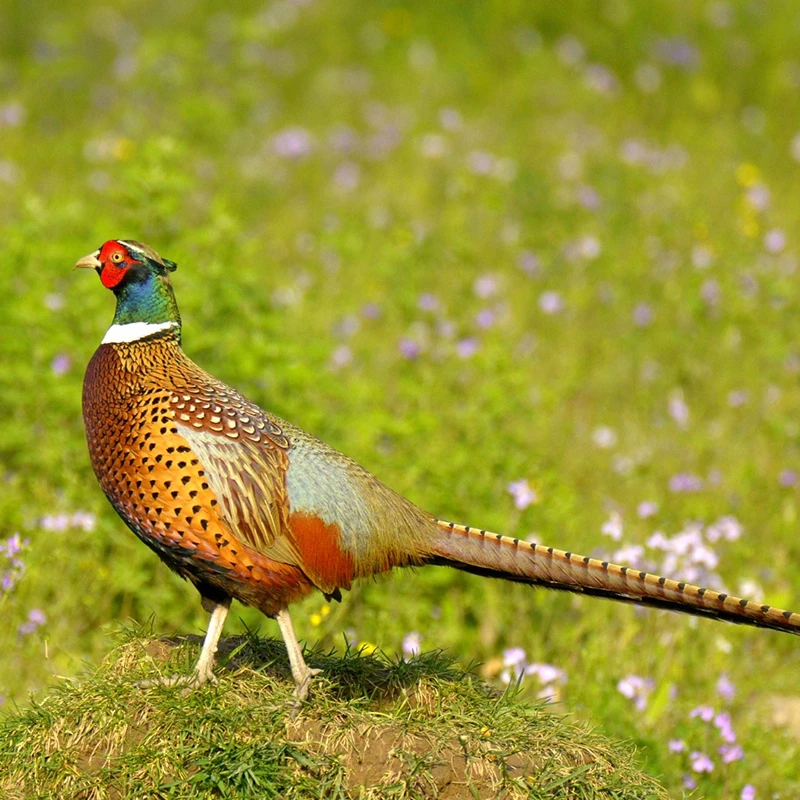 奉贤七彩山鸡 420日龄肉质紧实 本地长日龄山鸡