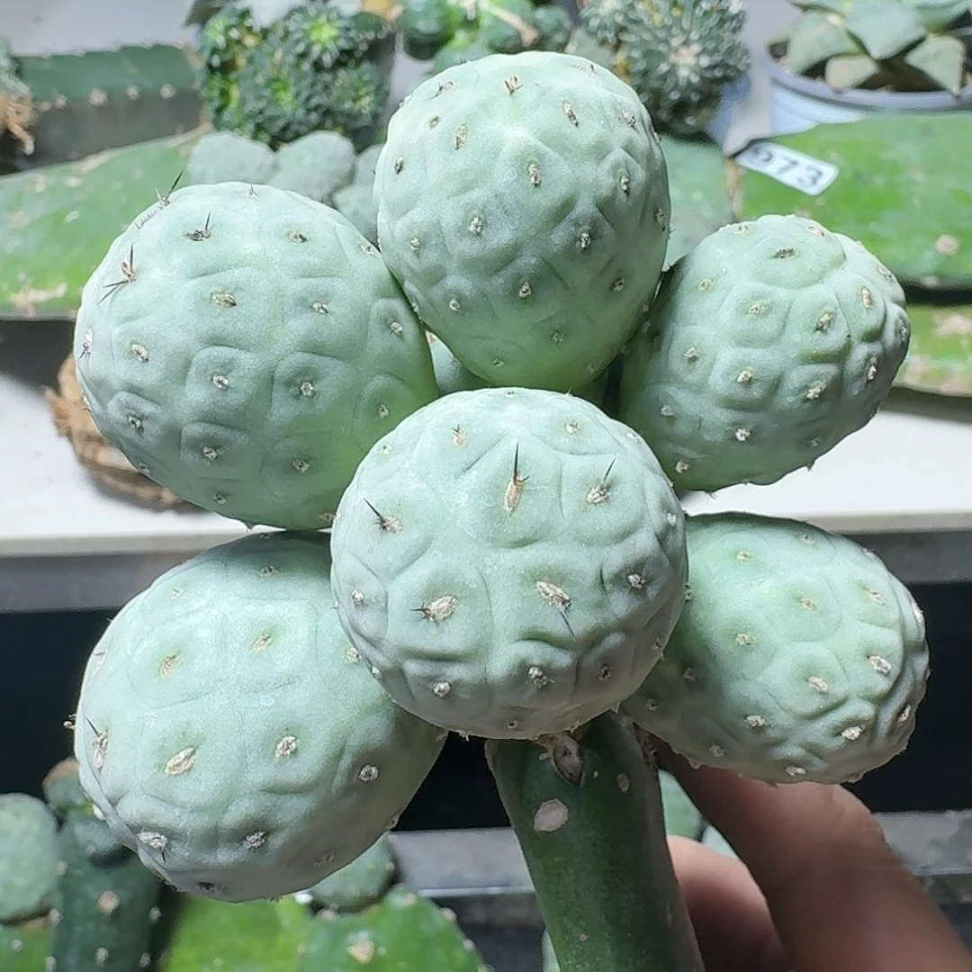 【闪购商品】无花朵群头白皮习058