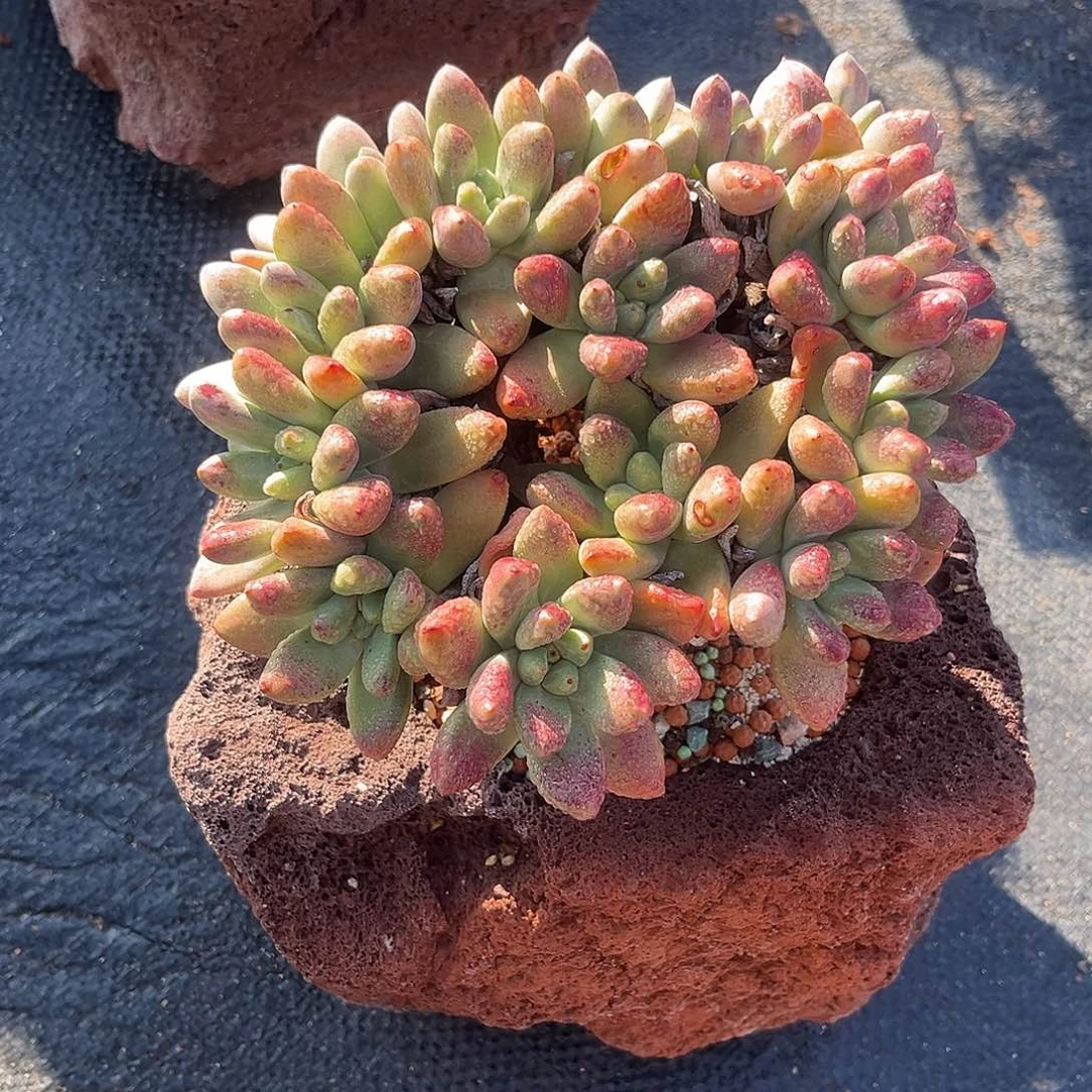 绿拇指杂小鹿多肉一物一拍