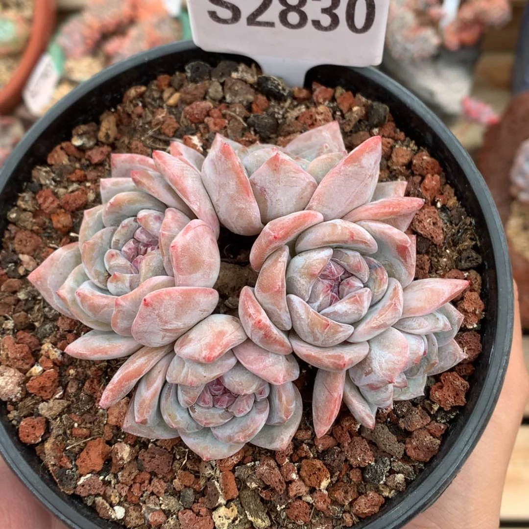 S2830 开播福利 星影有砍 9cm