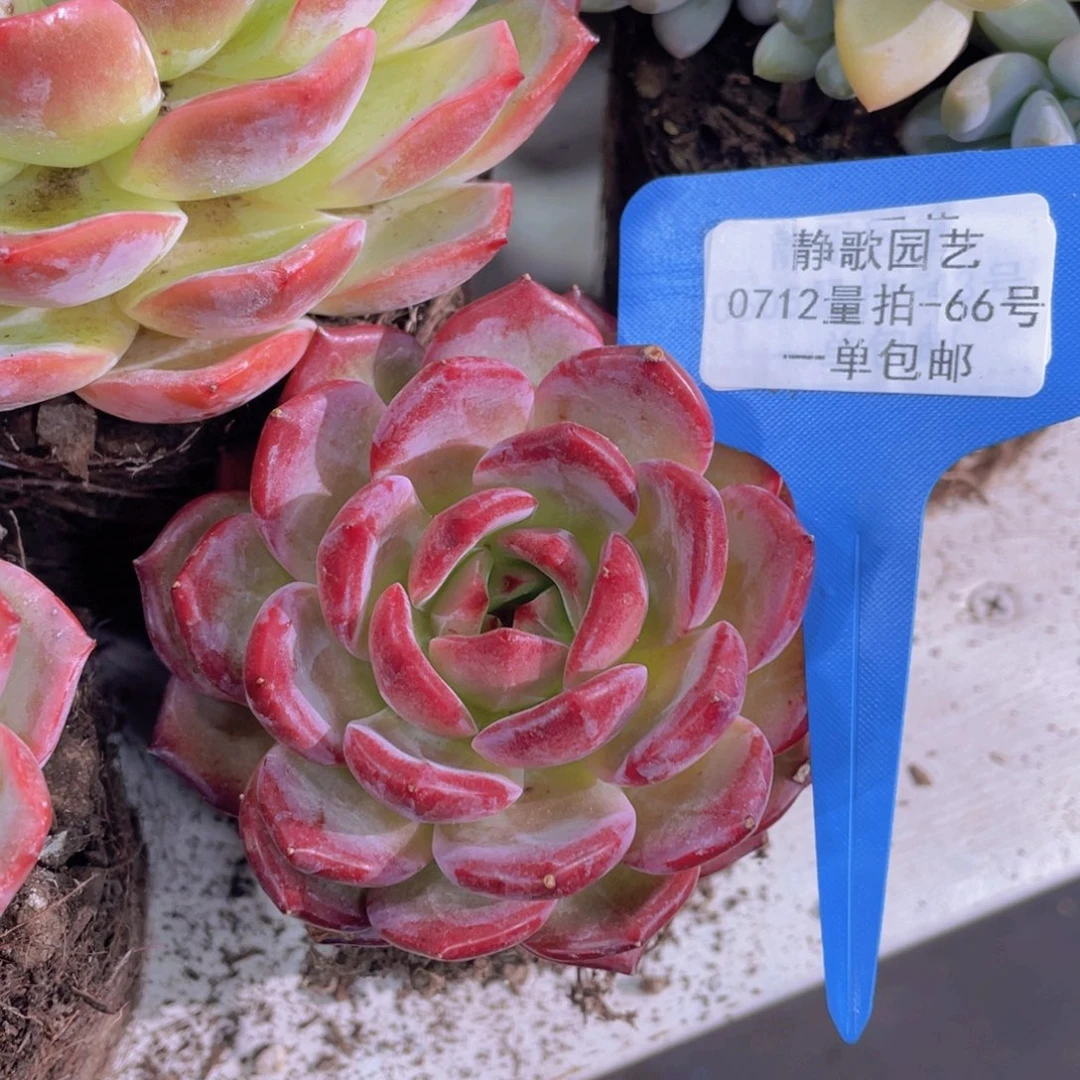 0712-66-精控夜魔侠大单头一颗量拍