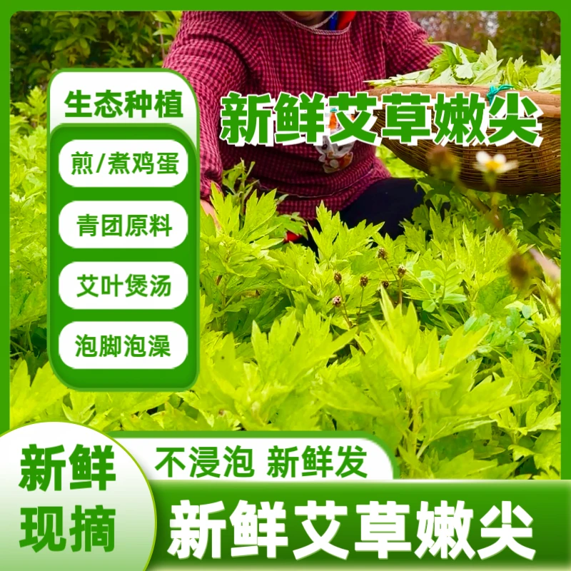 【生态艾草新鲜】食用蔬菜现摘清明草粑粑青团艾叶新鲜艾叶当季蔬菜