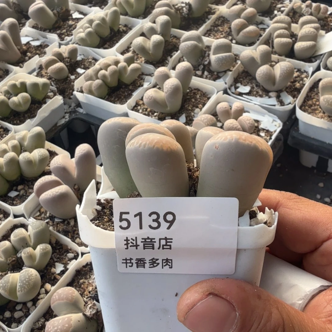 每***光多肉。