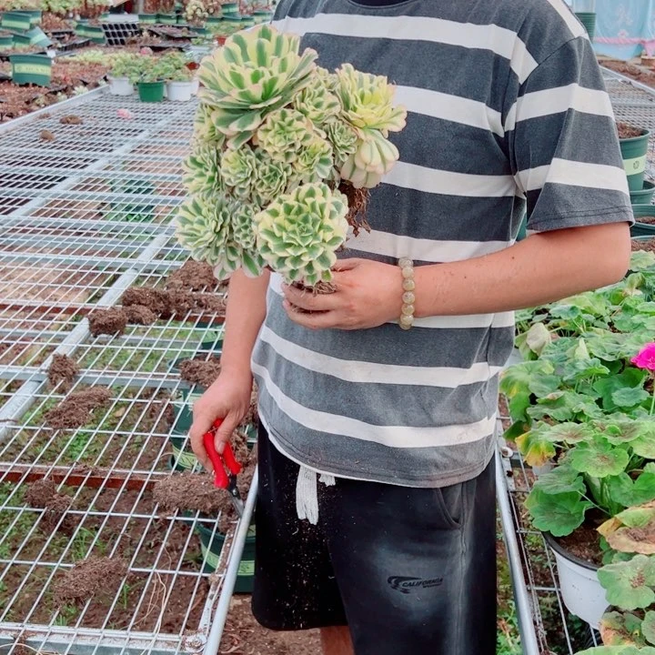 迈巴赫二加伦多肉法师