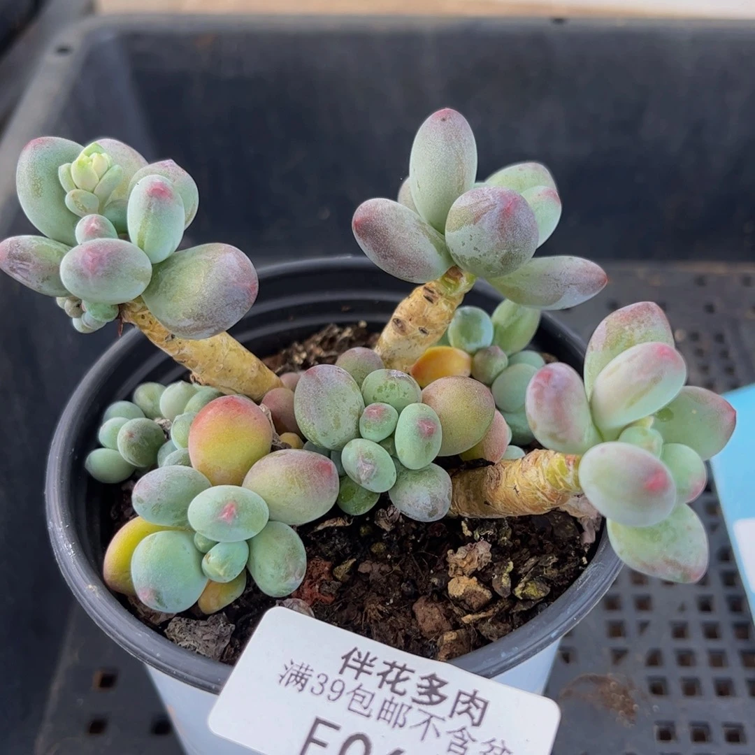 061-苹果奶多肉7cm