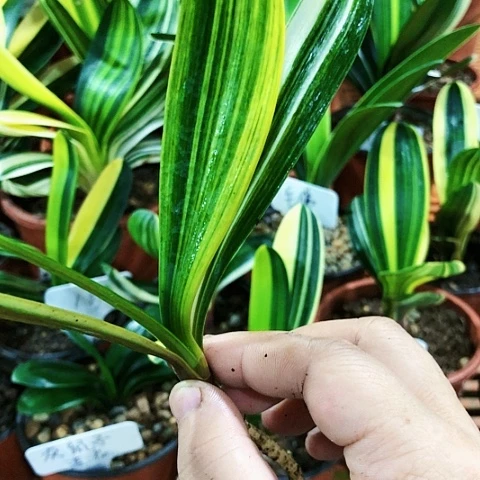 【闪购商品】用****8