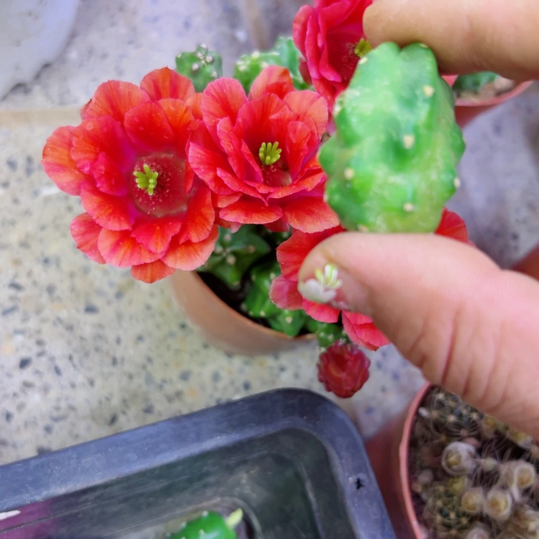 下4桃太郎软2个无根侧芽2一3公分左右