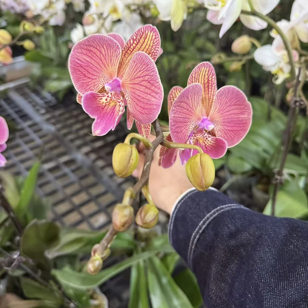 蝴蝶兰--【彩色美人鱼】任意两颗包邮，只拍一颗默认【发苗】！！