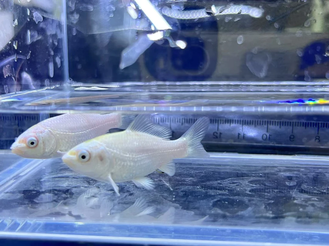 精品普身白色蝴蝶鲤1-3公分寸片观赏鱼淡水好养