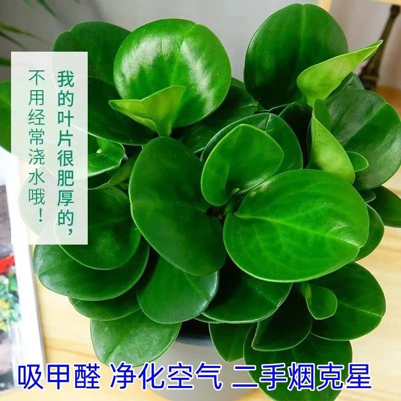 碧玉盆栽室内绿植盆景豆瓣绿去甲醛客厅桌面绿植四季常青净化空气