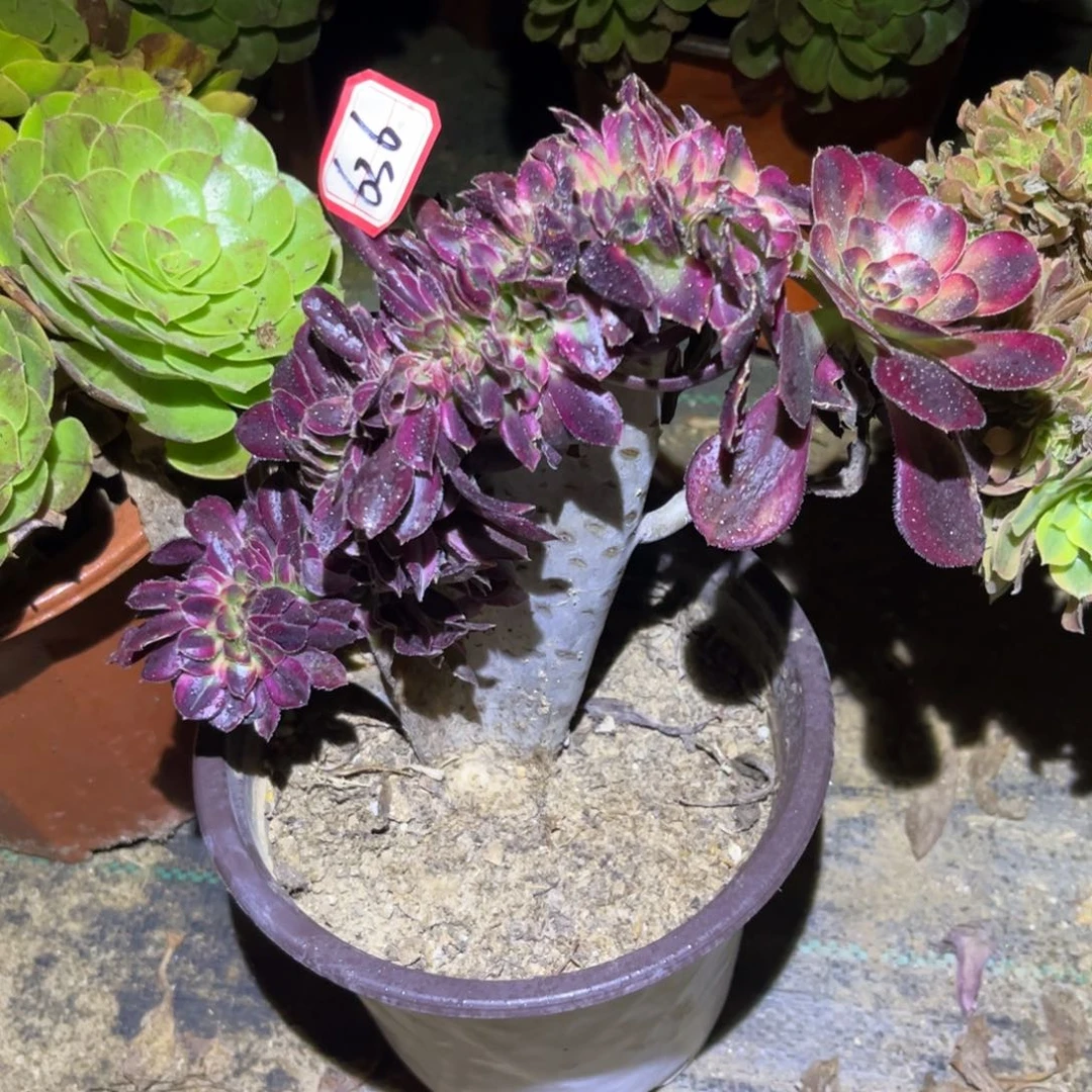 636多肉植物香奈儿缀化