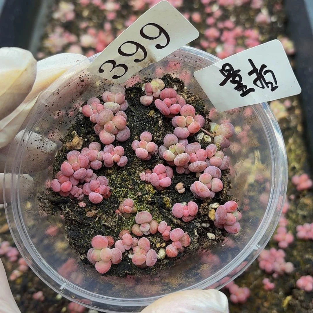 多肉植物多肉植物399量拍