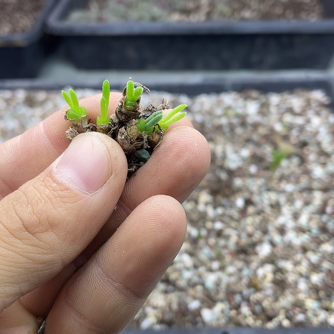 当天凑满十八元包邮415