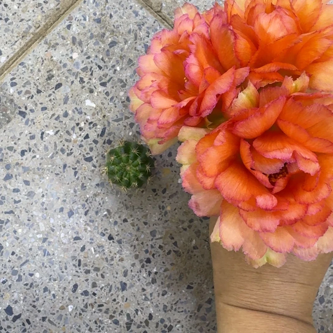 8丽花金牡丹歪3公分左右无根侧牙，20包邮