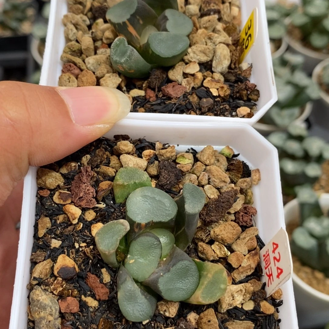 36两个空门万象锦少锦