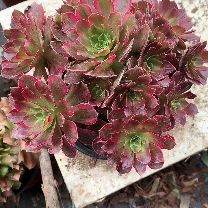 308安娜锦多肉植物