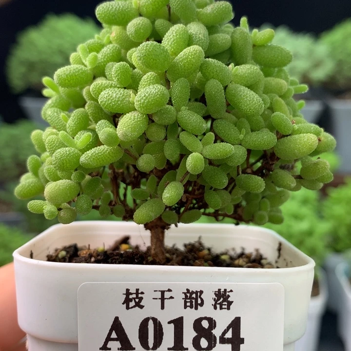0184。 蜜橘糖球。